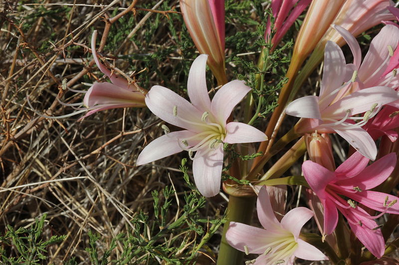 Malgas lily growing outside