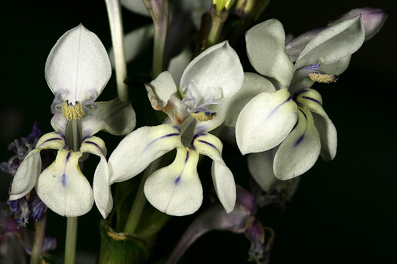 Lapeirousia Pyramidalis flowers growing outside