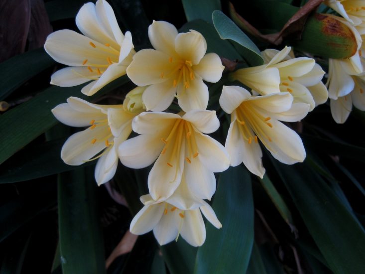 Yellow bush lily growing outside