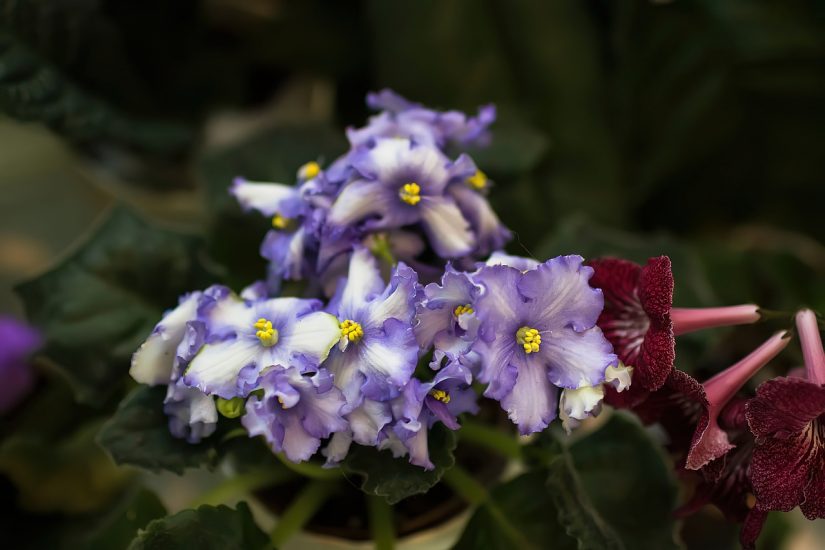 Violet and white cape primrose flowers growing outside