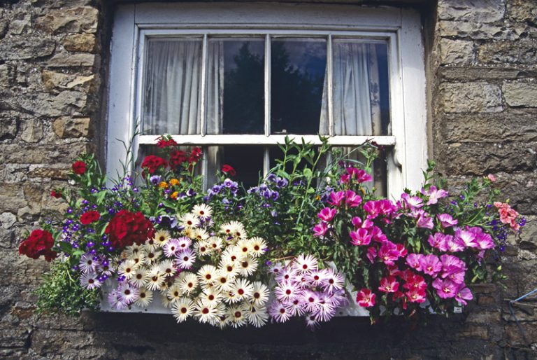 Best Flowers for Window Boxes Bouqs Blog