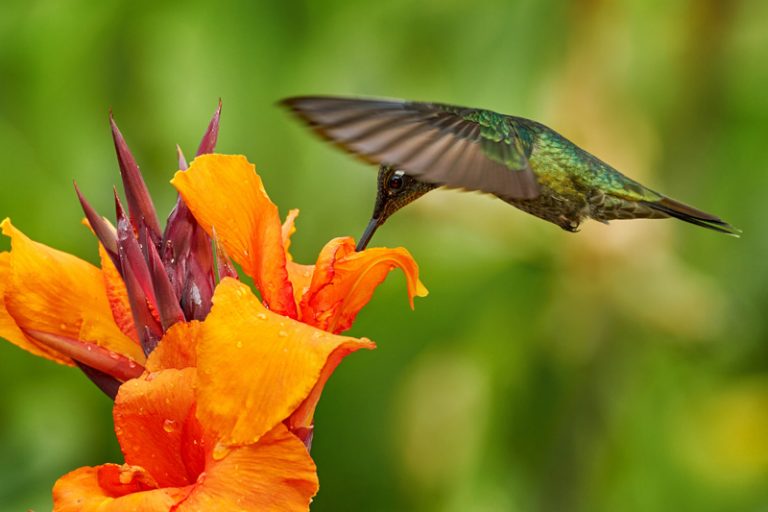 Plants and Flowers that Attract Hummingbirds Bouqs Blog