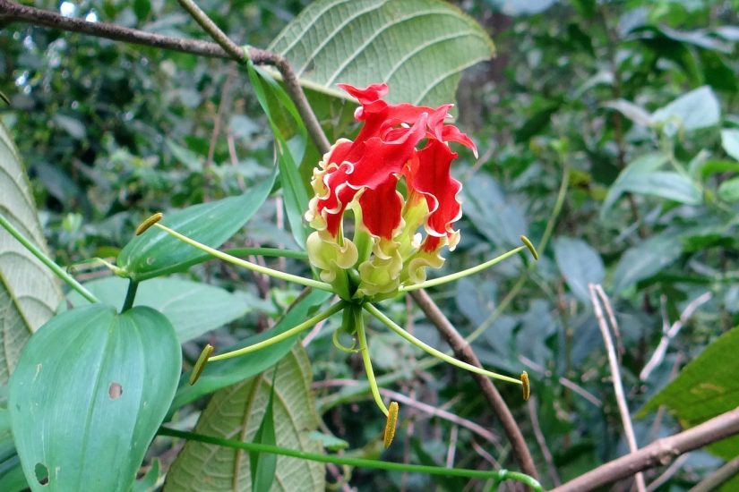 Bright red glory lily growing outside