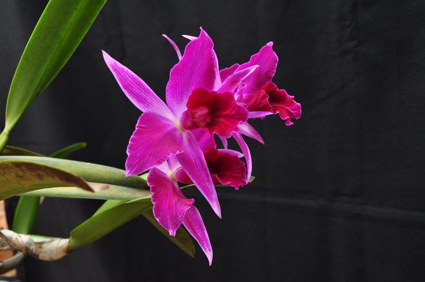 Violet laelia orchid growing outdoors