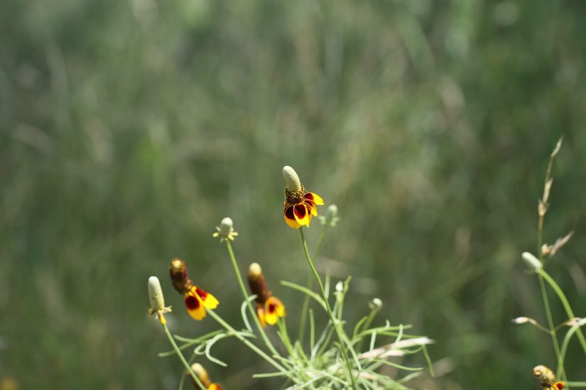 Mexican hat flowers growing outside