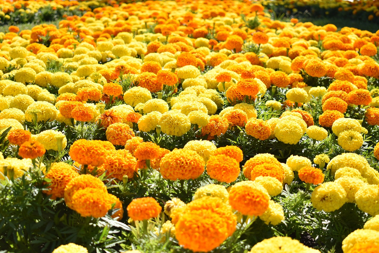 17 Native Mexican Flowers: Photos & Info | Bouqs Blog