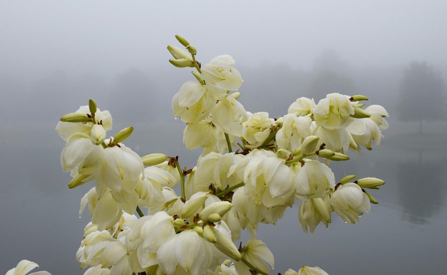 White yucca flowers in the rain outside