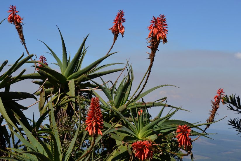 Mountain aloe growing outside