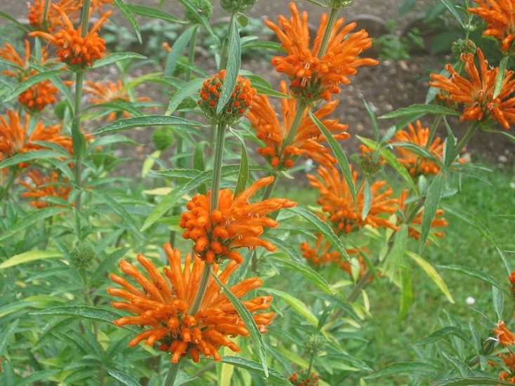 Wild dagga flowers growing outside