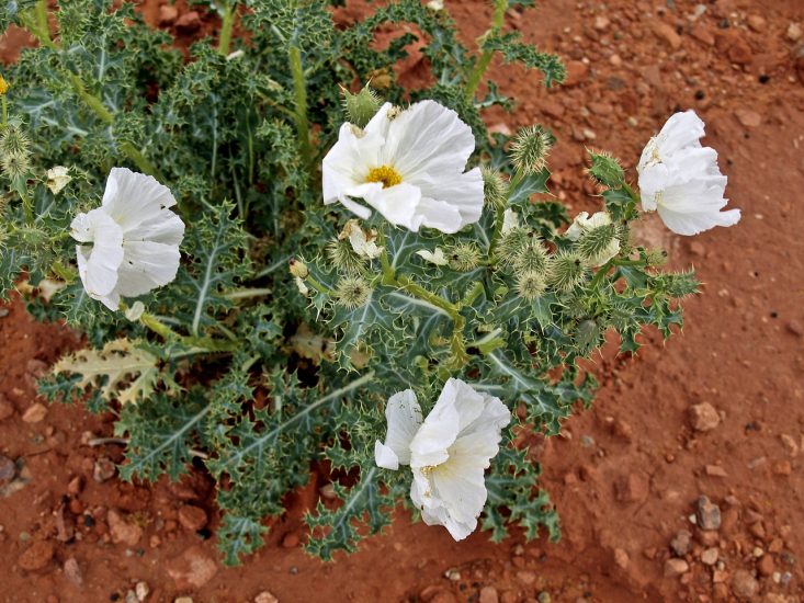 White Mexican poppy flowers growing in dirt outside