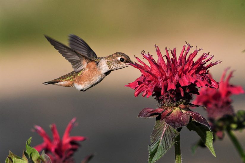 brown and white hummingbird sips nectar from bright pink bee balm