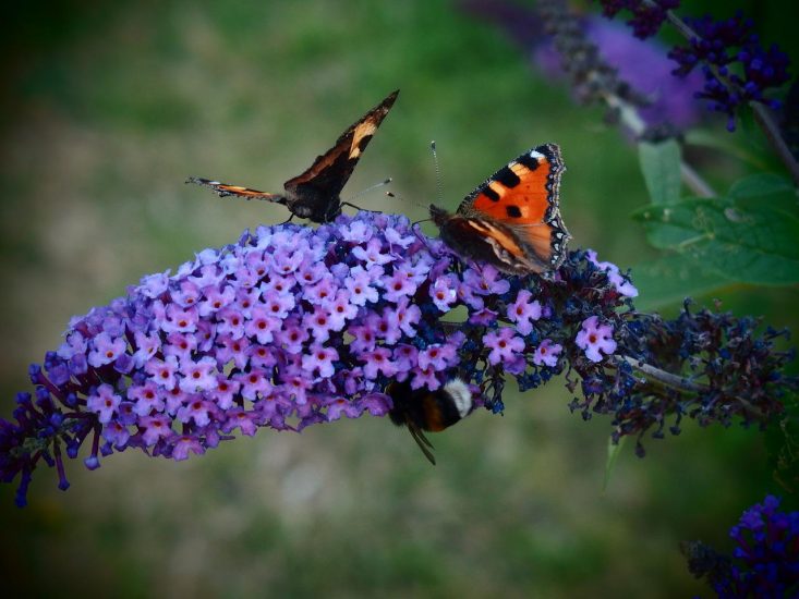 purple butterfly bush blossoms with orange and black butterflies on them