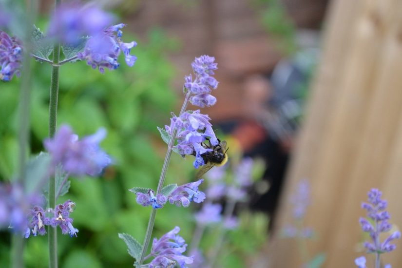 lavender catmint blossoms