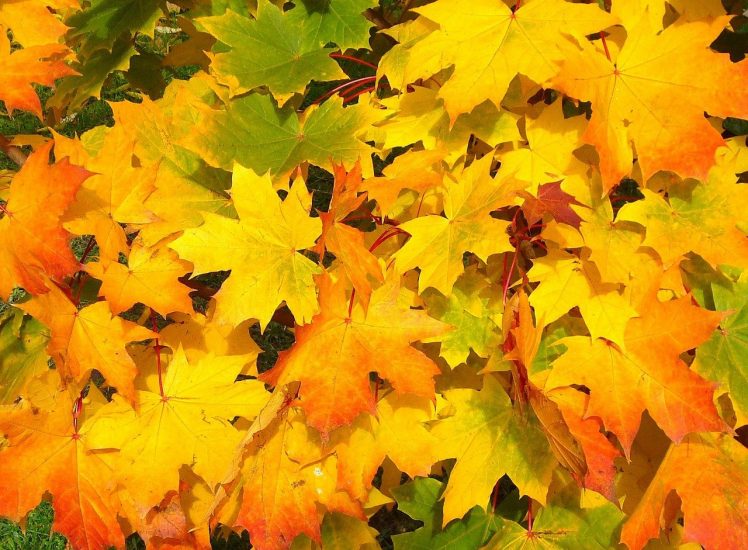 pile of yellow, orange, and green leaves