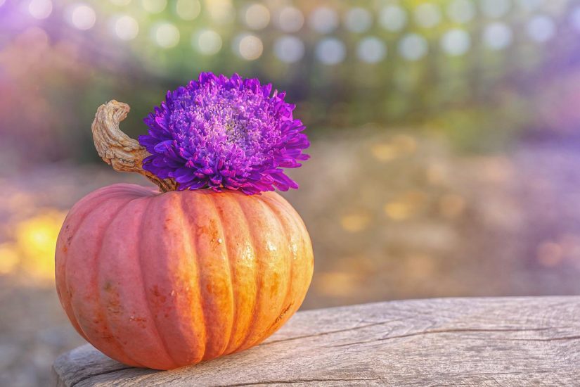 orance pumpkin topped with a purple flower