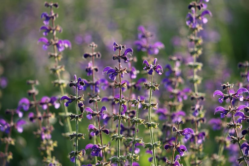 Purple salvia flowers swaying in the wind