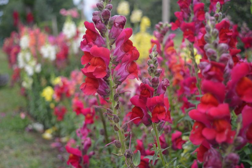 dark pink snapdragons