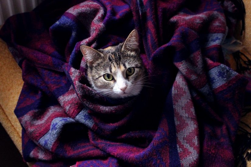 grey and white cat wrapped up in a colorful blanket