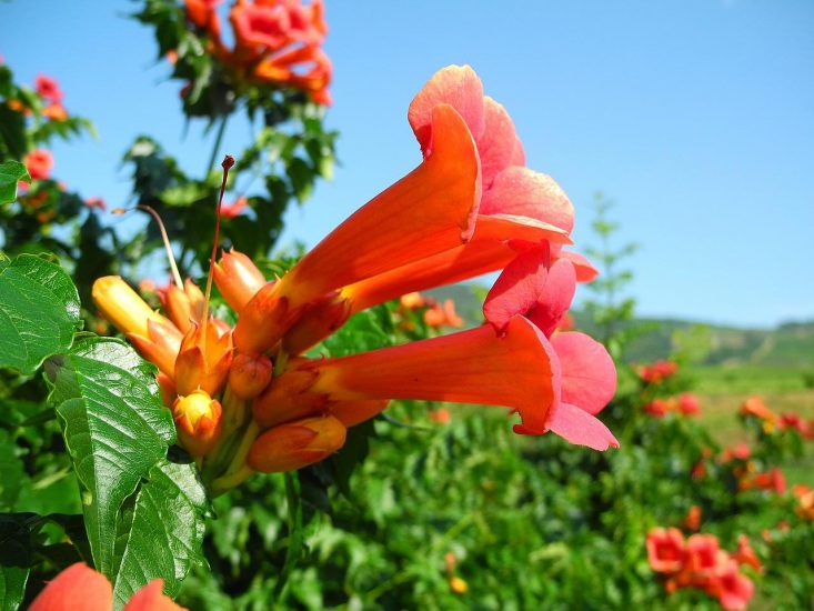 orange trumpet creeper blooms