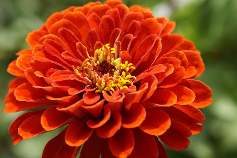 dark orange zinnia blossom