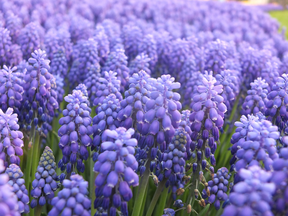 Hyacinth flower deals