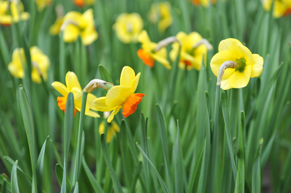 The Daffodil: Meanings, Images & Insights