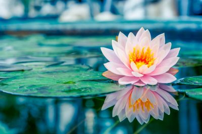 Lotus Flower Meaning & Symbolism Bouqs Blog