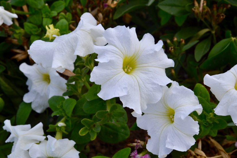 white moonflowers in a field