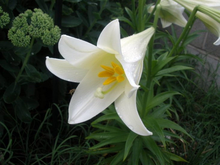 white easter lily