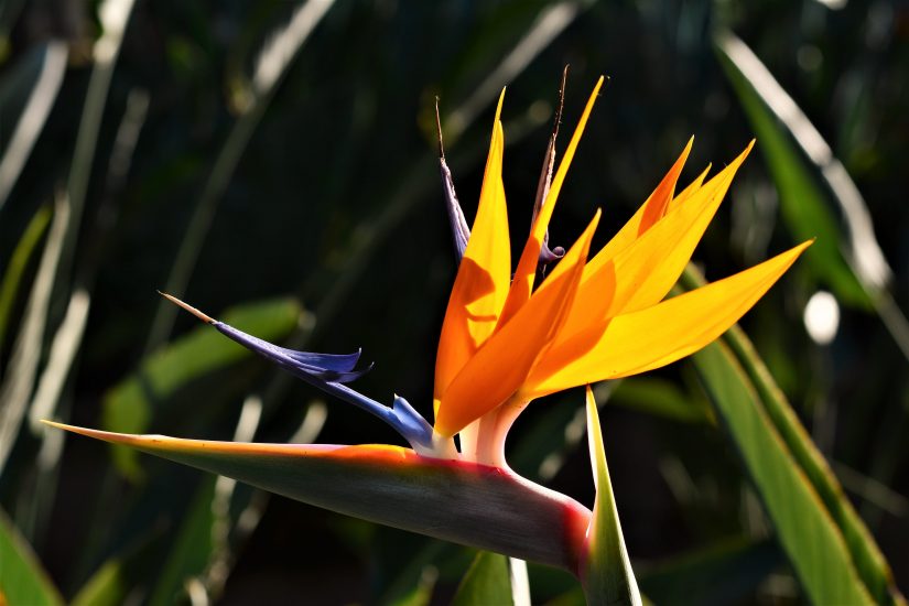 Bird of paradise plant blooming outside