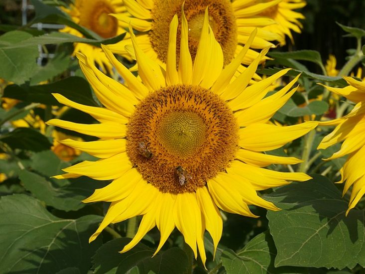 Sunflower in Japan with bees on its center