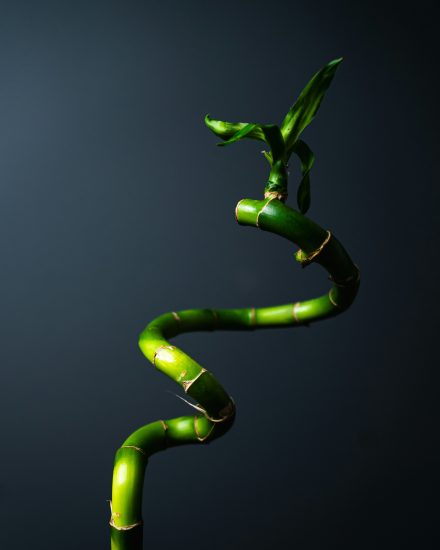 Close-up of a spiraling bamboo plant