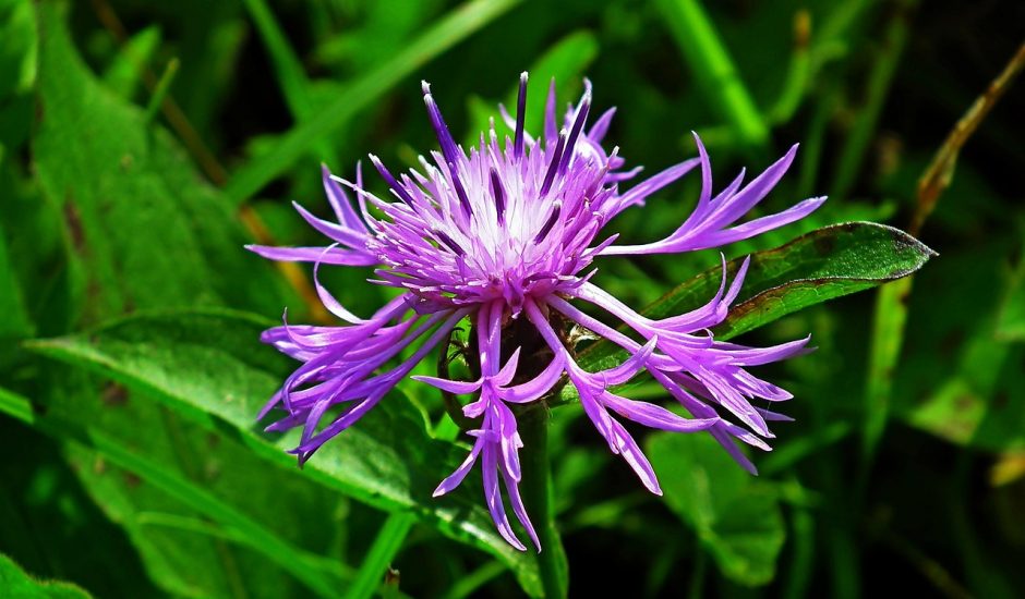 Purple wild bergamot flower growing outside.