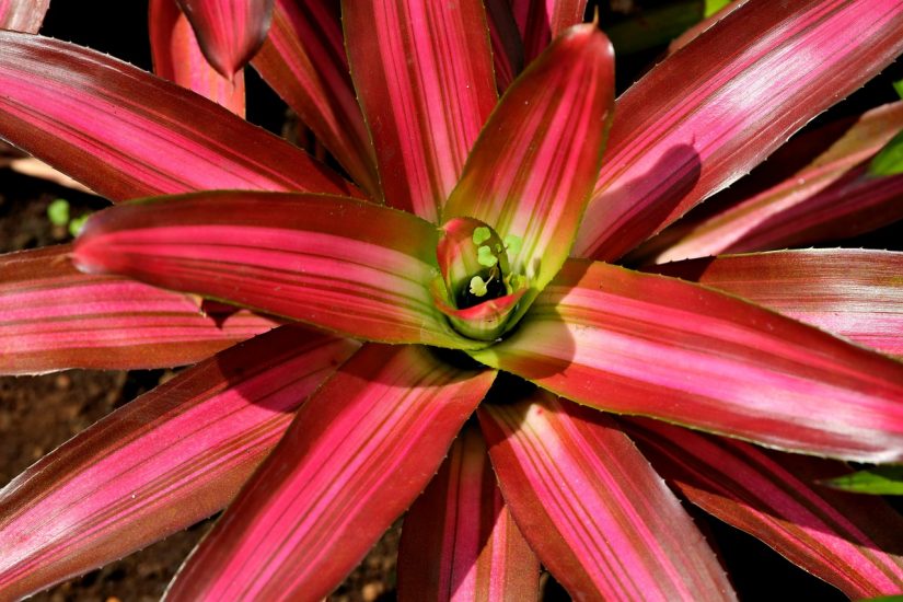 Close-up of pink bromeliad plant leaves