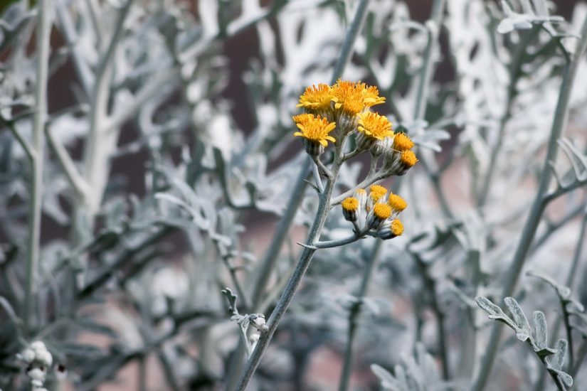 Yellow dusty miller flowers growing among its silvery foliage.