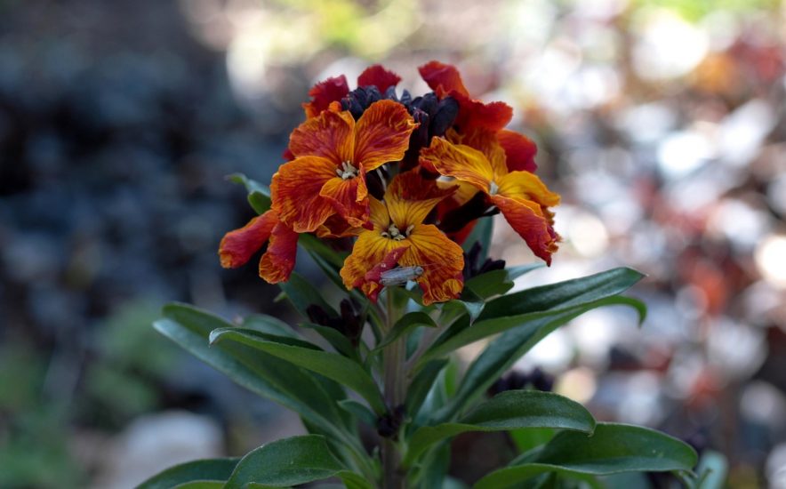 Colorful wallflowers growing outside.