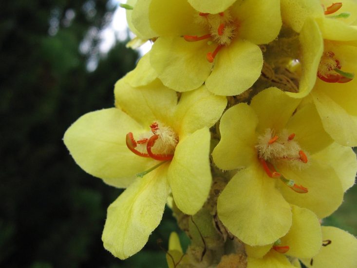 Close-up of yellow verbascum flowers.