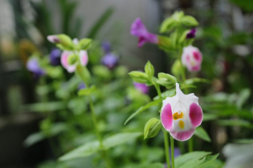 A white-pink torenia wishbone flower growing outside.