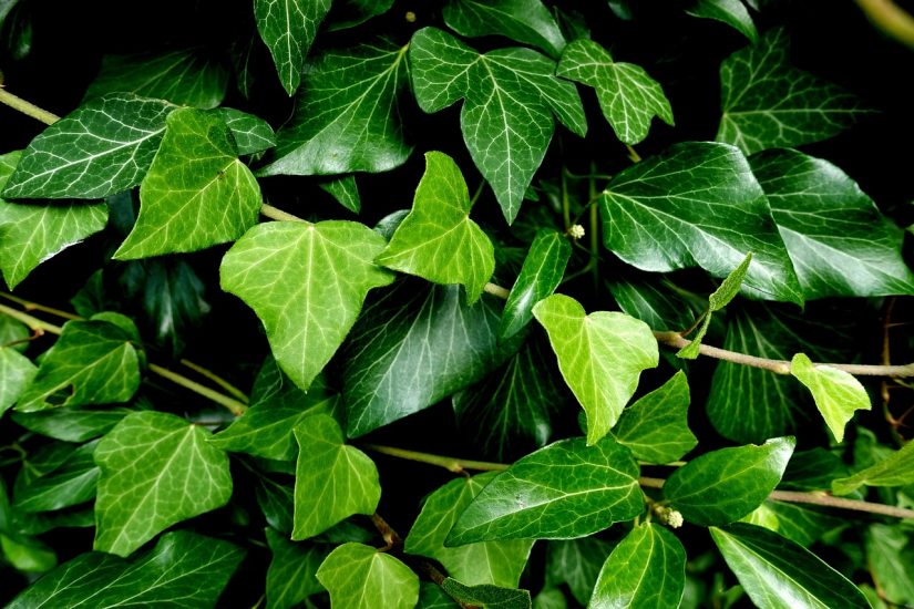 English ivy leaves growing outdoors