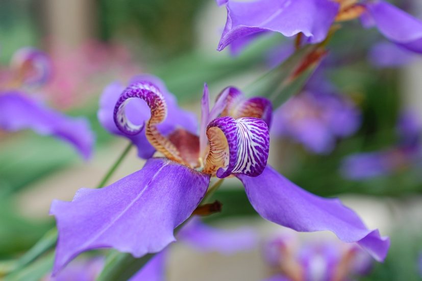 Violet Japanese iris flower blooming outside