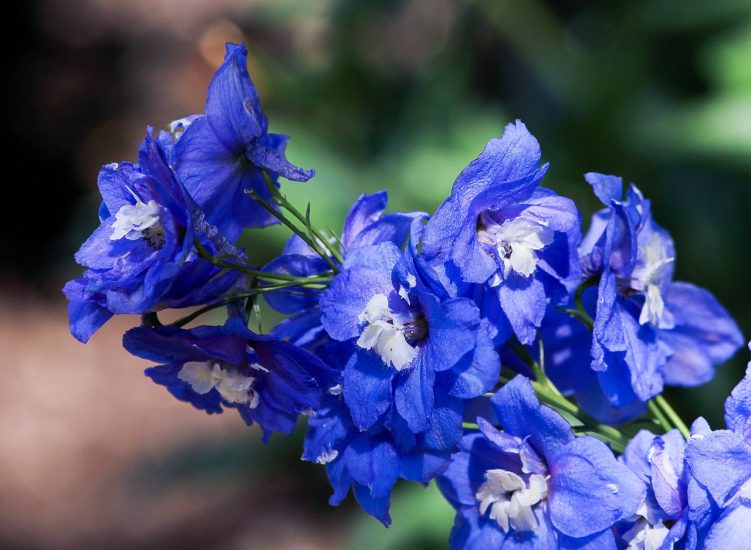 Close-up of blue-violet larkspur flowers growing outside