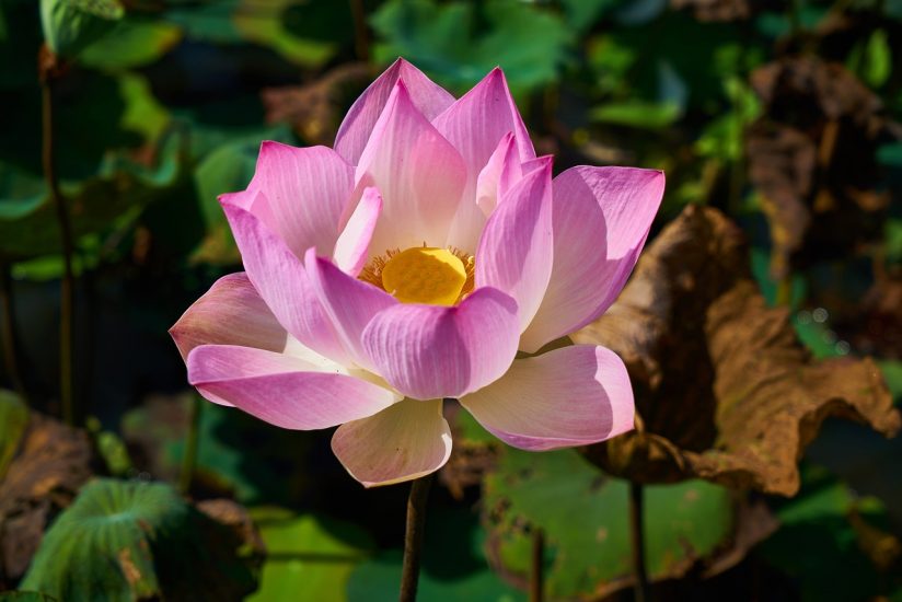 Pink lotus flower blooming outside