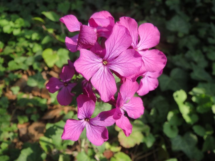 Pinkish honesty flowers growing outside.
