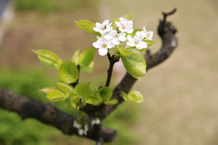 Ume flowers growing on a branch outside