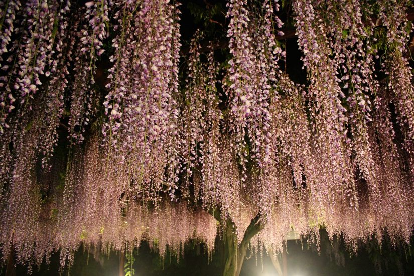 Japanese wisteria tree with flowers flowing down branches