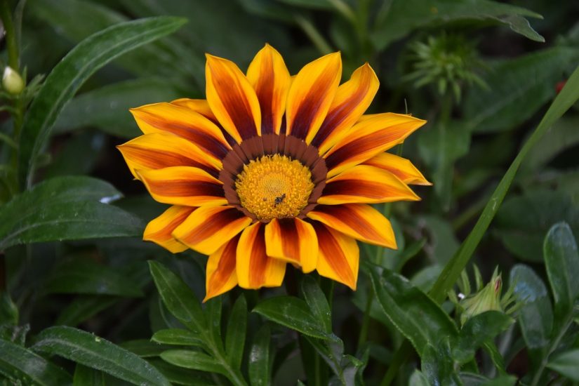 Orange gazania flower growing outside.