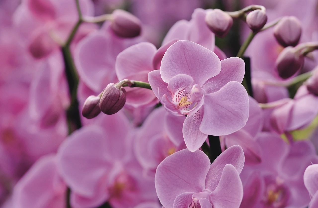 Download A beautiful array of orchids in a lush, green room. Wallpapers.com