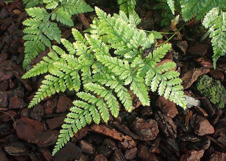 Rabbit foot fern plant growing outside