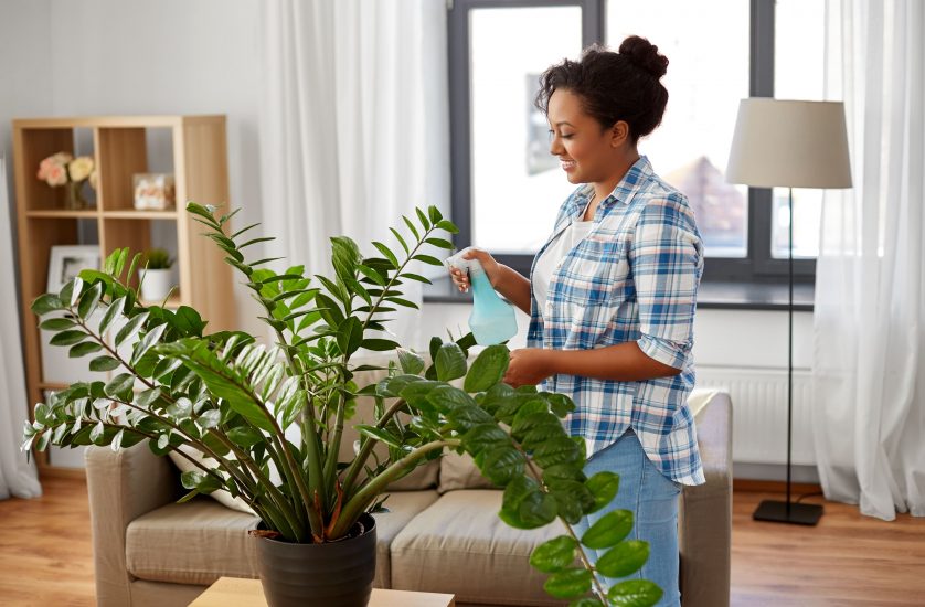 Woman watering an indoor ZZ plant with a spray bottle