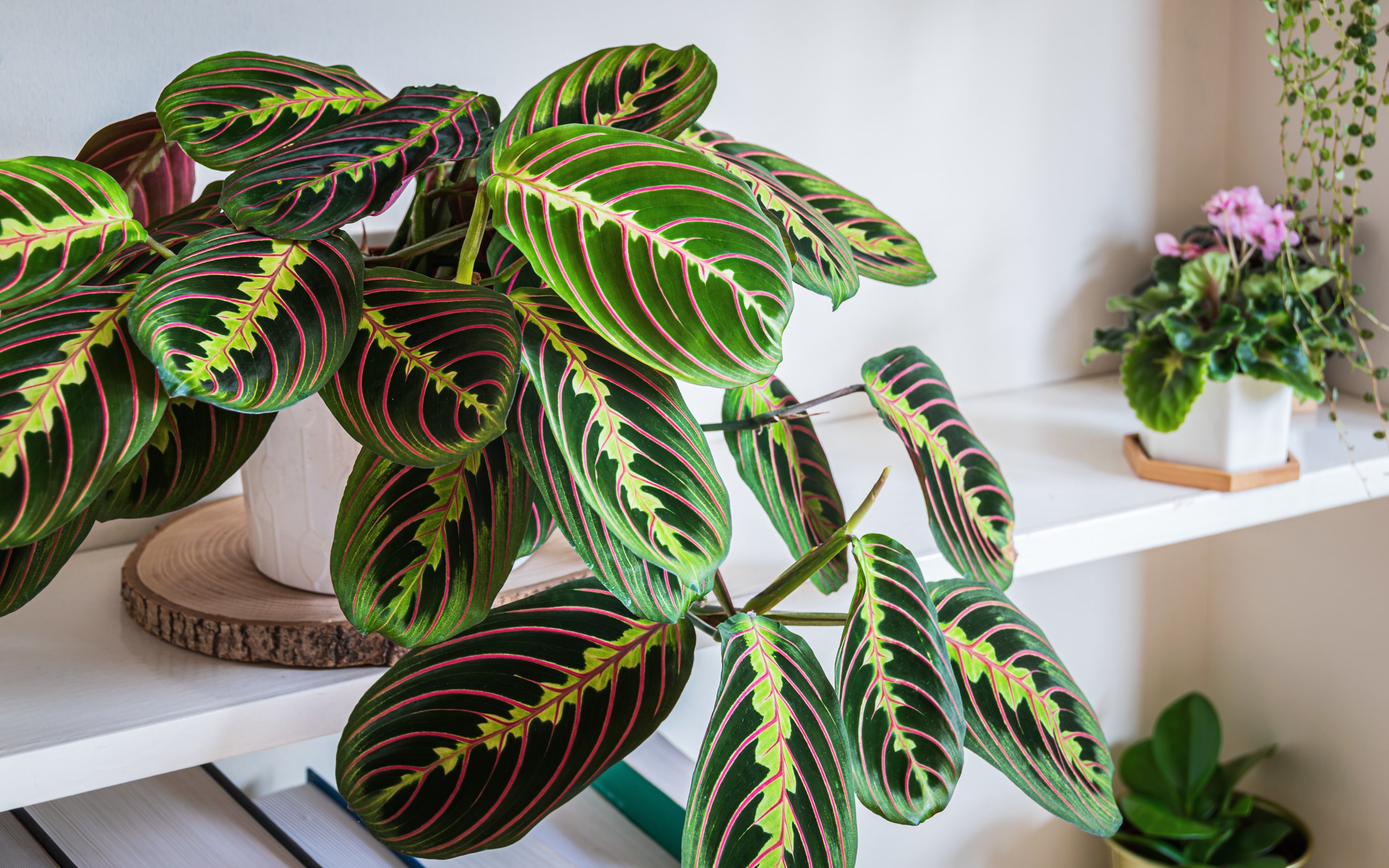 Prayer Plant Maranta Leuconeura